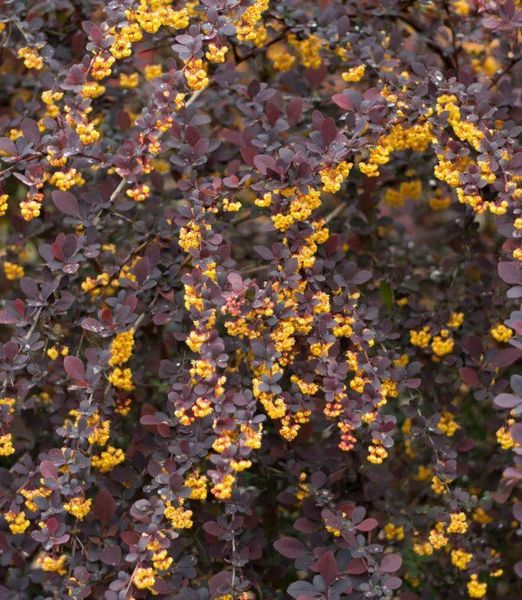 Berberis ottawensis 'Superba'
